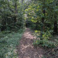 photo d'un chemin traversant un bois