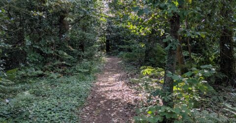 photo d'un chemin traversant un bois