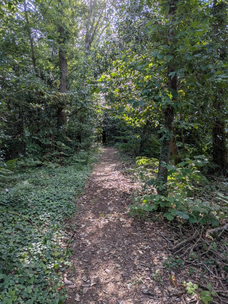 photo d'un chemin traversant un bois